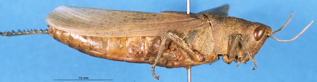 CollectionObject 1507086; 65b822d4-4388-4cbd-acee-7b4668cd1abf: female, lateral view (holotype of Goniaea glaucipes). (CollectionObject).