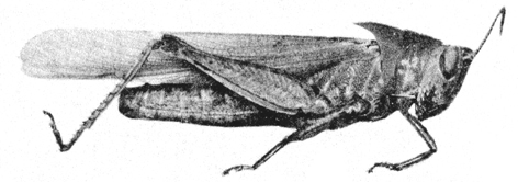 Goniaea vocans (Fabricius, 1775): Pl. 2, Fig. 3b. male, lateral view (Goniaea mjoebergi). (Otu).