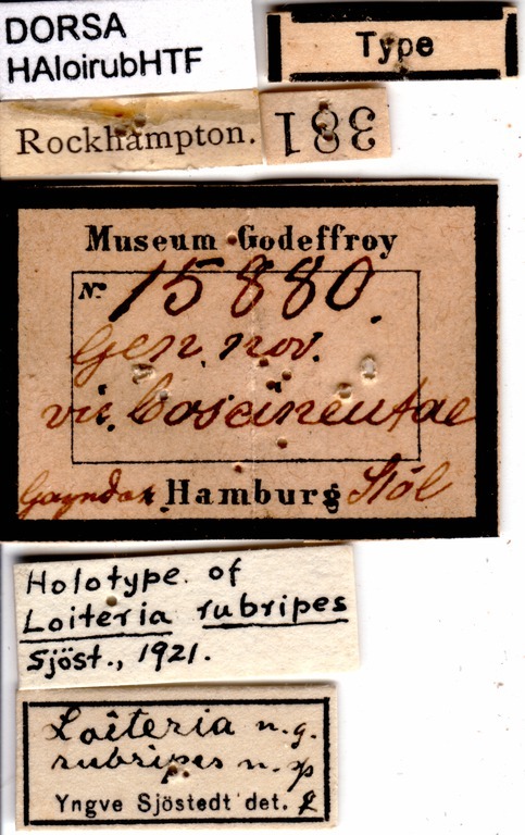 CollectionObject 1507088; 4687bedf-82cd-47a0-b40e-bad7fc97b481: labels (holotype). (CollectionObject).