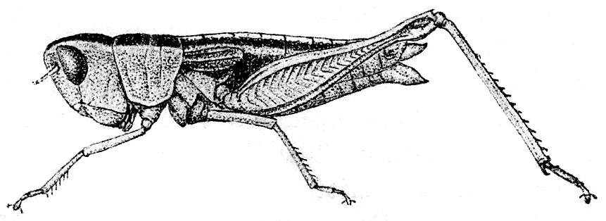 Maclystria planicosta (Sjöstedt, 1920): Fig. 11. female (body length 23 mm). (Otu).