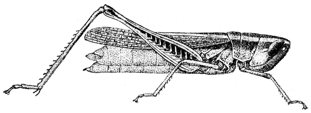 Macrotona australis (Walker, 1870): Fig. 8. female Eumacrotona simplex Sjöstedt (body length including elytra 28 mm, elytra 20 mm, hind tibiae 13.5 mm). (Otu).