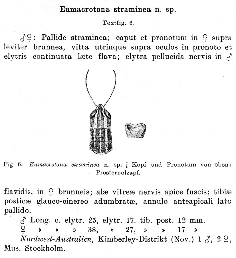 Macrotona lineosa (Walker, 1870): p. 55. synonym Eumacrotona straminea Sjöstedt 1920, original description. (Otu).