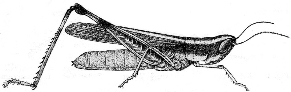 Macrotona mjobergi Sjöstedt, 1920: Fig. 9. female (body length including elytra 36 mm). (Otu).