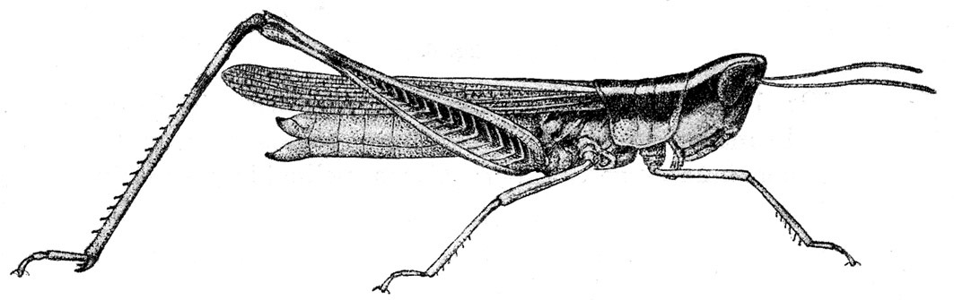 Macrotona picta (Sjöstedt, 1920): Fig. 7. female (body length including elytra 33 mm, elytra 23 mm, hind tibiae 18 mm). (Otu).