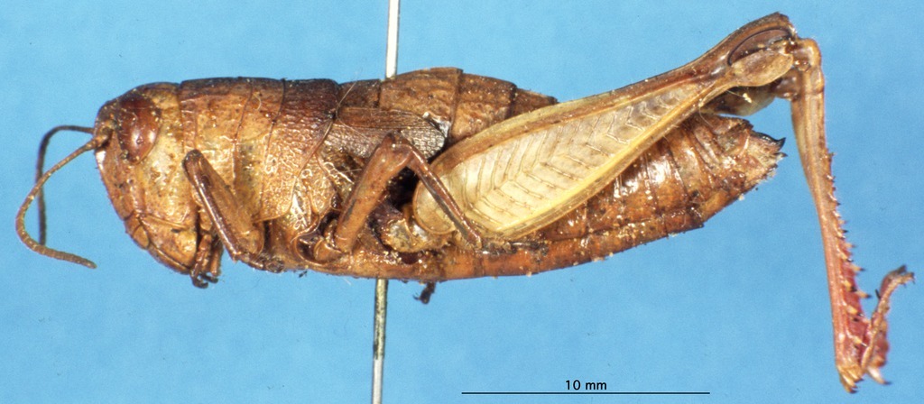 CollectionObject 1580303; 46536a85-3b65-4b98-99b0-3c2ba3e3c10c: female, lateral view (paralectotype). (CollectionObject).