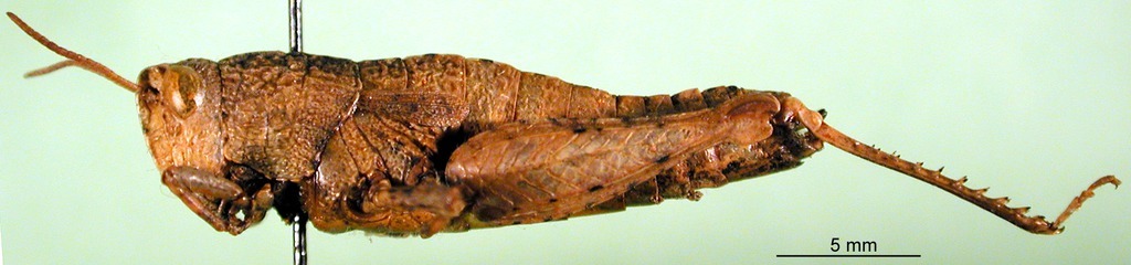 CollectionObject 1588105; 1063146c-4ad9-4bee-be2d-805d61d1ddf1: male lateral view (paralectotype). (CollectionObject).