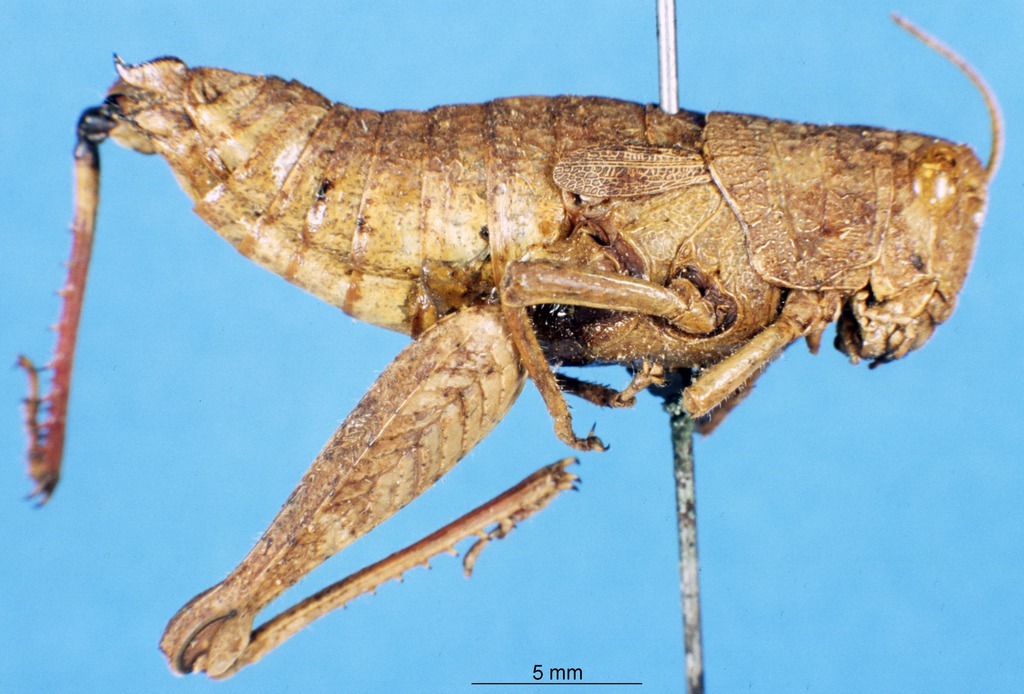 CollectionObject 1507089; 42053955-b3c5-4e6a-9c04-311b5210b8fe: female, lateral view (holotype of Cedarinia scabra). (CollectionObject).