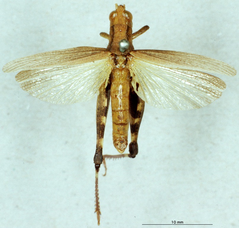 CollectionObject 1580267; e05acf72-876c-446a-95fd-8e793d5d244e: male, dorsal view (paratype). (CollectionObject).