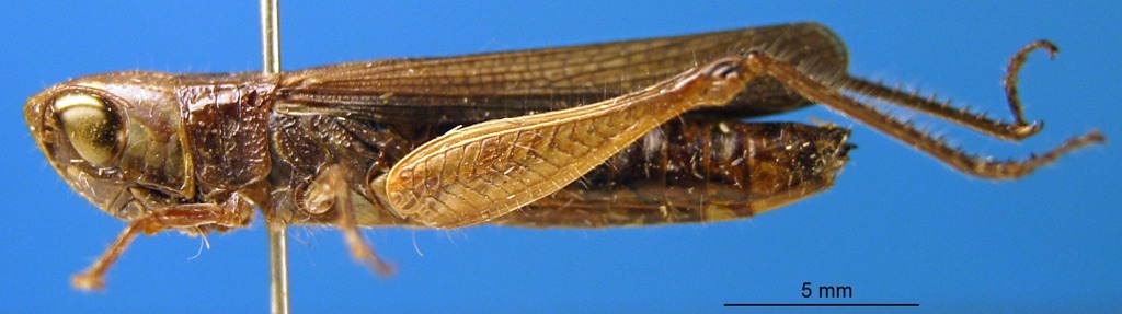 CollectionObject 1588159; e427fbf2-840b-4a36-962f-56159a082d35: female, lateral view (paratype). (CollectionObject).