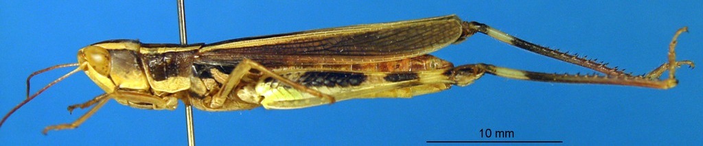 CollectionObject 1588162; ca33f02e-4b71-45e6-a7e6-2f25a68ea440: female, lateral view (paratype). (CollectionObject).