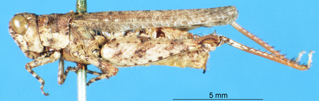 CollectionObject 1507190; b82e3fbf-7149-4909-b89f-ac083013b5ee: female, lateral view (paratype). (CollectionObject).