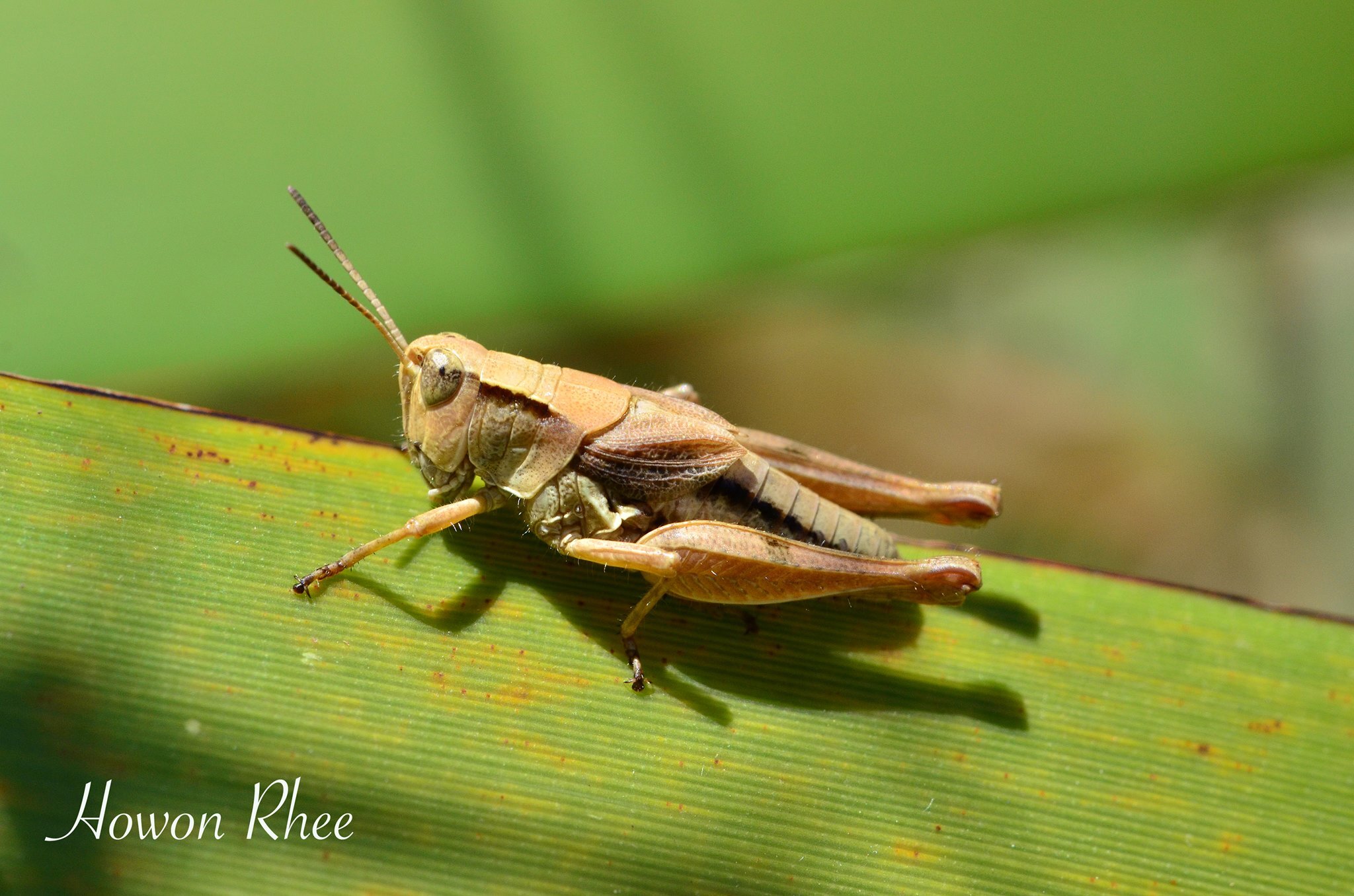Phaulacridium marginale (Walker, 1870): female (Wellington, Mount Victoria Lookout, 14 January 2016). (Otu).
