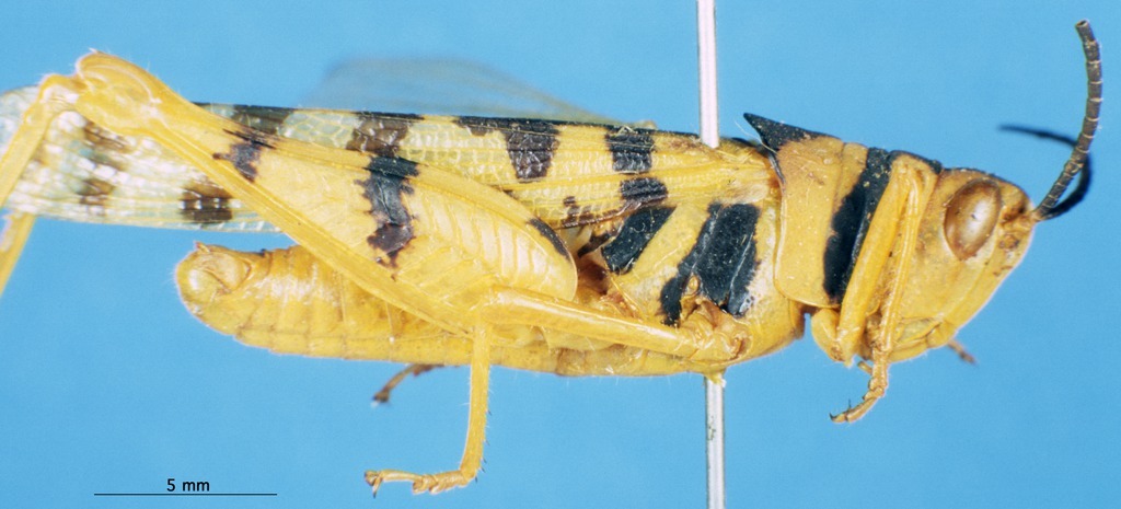 CollectionObject 1580226; d7c74577-f819-410a-a5d7-d6f618e4fc56: male, lateral view (paralectotype). (CollectionObject).