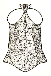 Pirithoicus ophthalmicus (Karny, 1907): Fig. 53. female head and pronotum, dorsal view (Catantopides ophthalmicus). (Otu).