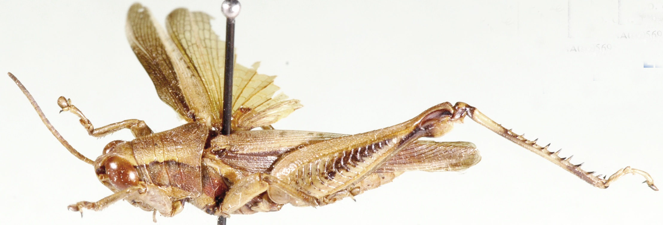 CollectionObject 1501585; 1fce5a17-51b0-4239-96db-f8245b8c1ad6, DORSA BA000569S01: male, lateral view (lectotype). (CollectionObject).