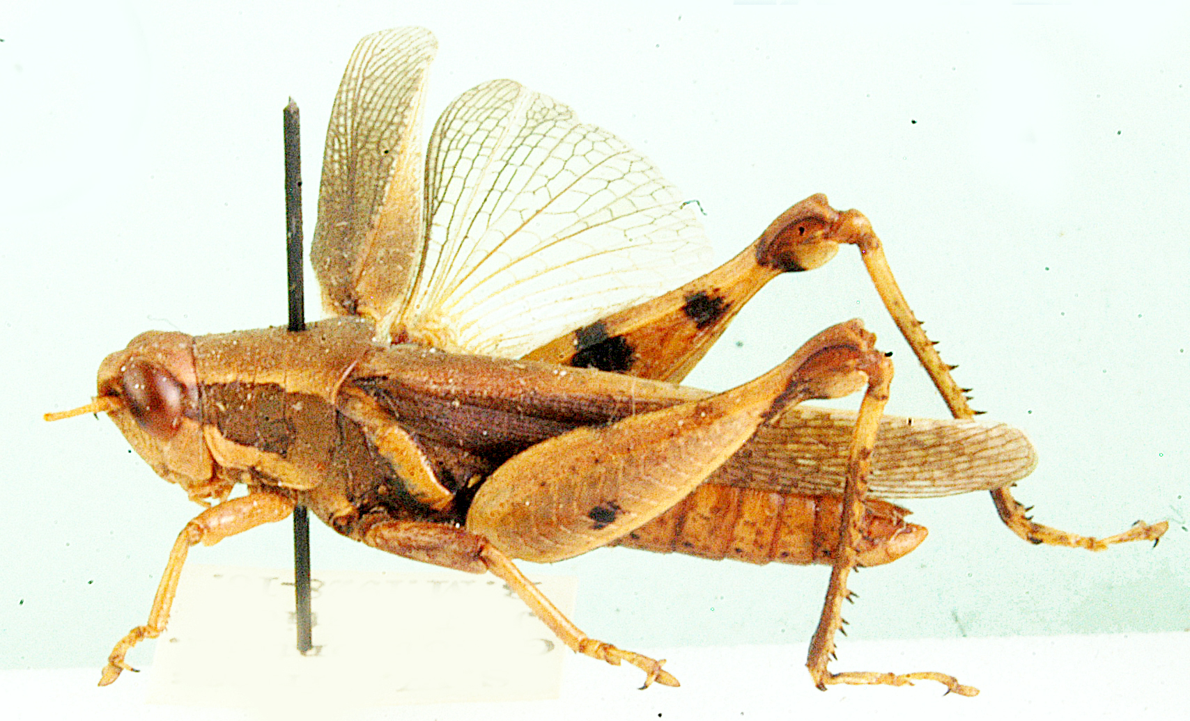 Phaeocatantops fretus (Giglio-Tos, 1907): male, lateral view. (Otu).