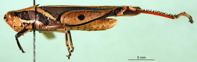 CollectionObject 1569214; 97997f7c-be03-403b-b4c0-10a9ed3bd74c: male, lateral view (paratype). (CollectionObject).