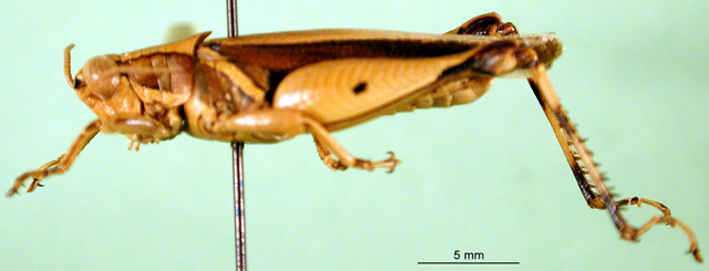 CollectionObject 1501588; 0ba69dff-c628-4240-9367-f12b2968333b: male, lateral view (lectotype). (CollectionObject).