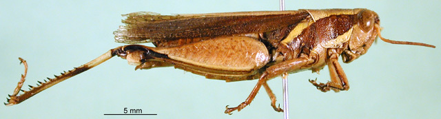 CollectionObject 1501589; d223c316-ed5e-485c-af7d-f5dfedca3261: female, lateral view (syntype). (CollectionObject).