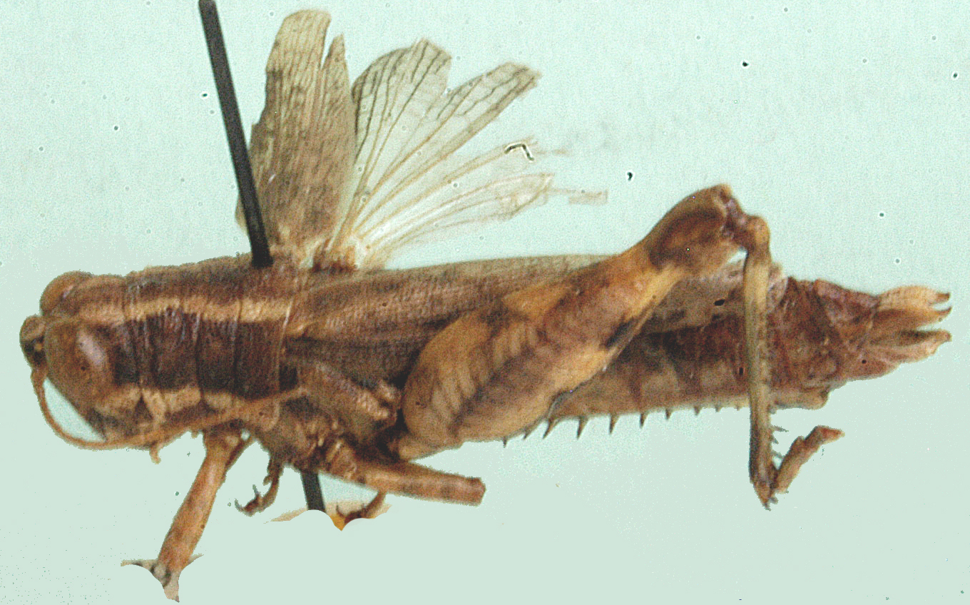Stenocrobylus junior Uvarov, 1953: female, lateral view. (Otu).