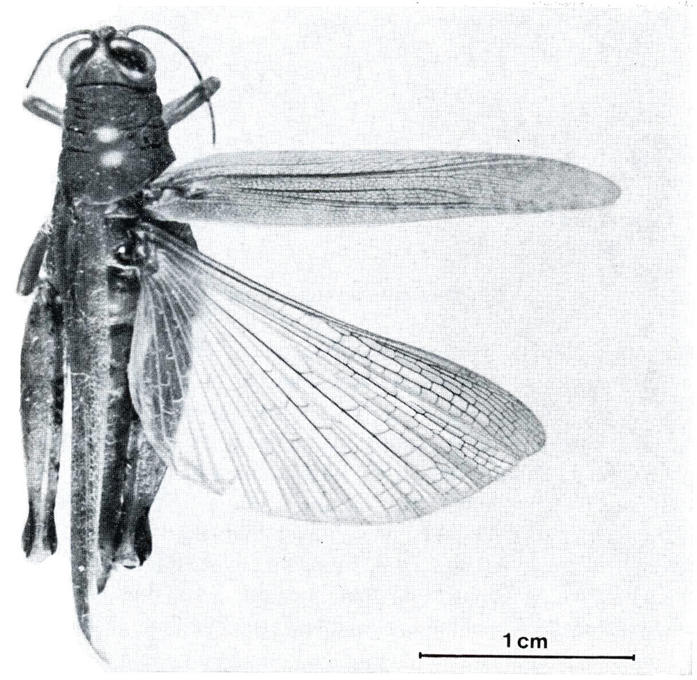 Stenocrobylus somalus Baccetti, 1984: Fig. XXII. female, dorsal view. (Otu).