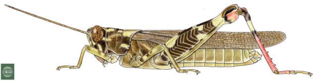 Stenocrobylus festivus Karsch, 1891: Page 139, Figure 1. female habitus. (Otu).