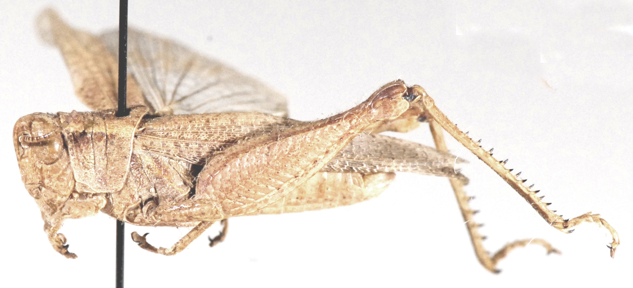 Trichocatantops digitatus (Bolívar, 1889): lateral view. (Otu).