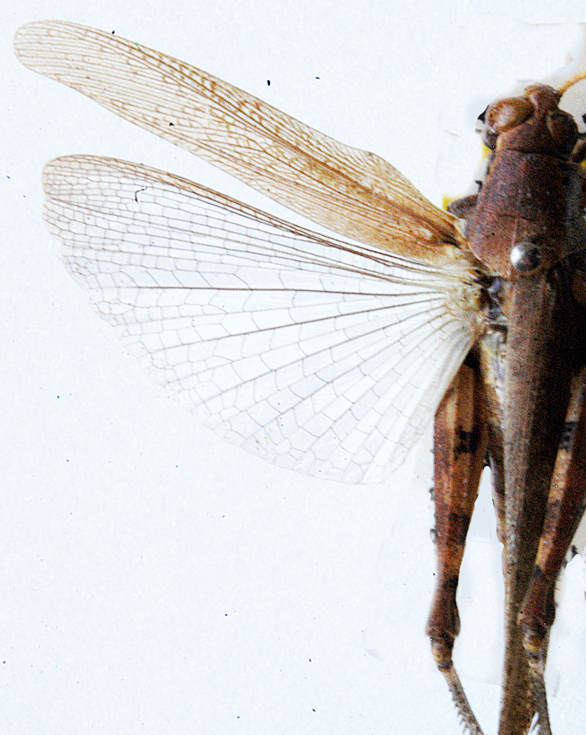 Xenocatantops parazernyi Jago, 1982: dorsal view of wings. (Otu).