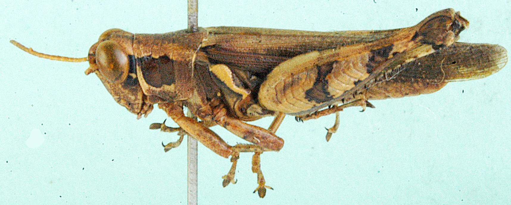 Xenocatantops zernyi (Ramme, 1929): lateral view [might be X. parazernyi according to Rowell & Hemp 2018]. (Otu).
