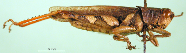 CollectionObject 1502011; fdaace8a-7edb-4ceb-8461-02e1eef38594, DORSA BA000212S01: male, lateral view (paralectotype). (CollectionObject).