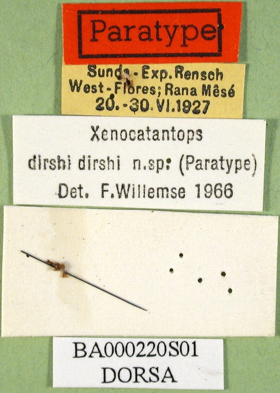 CollectionObject 1580213; d962bc42-346a-4253-9033-c2bd7559e8e5: labels (paratype). (CollectionObject).