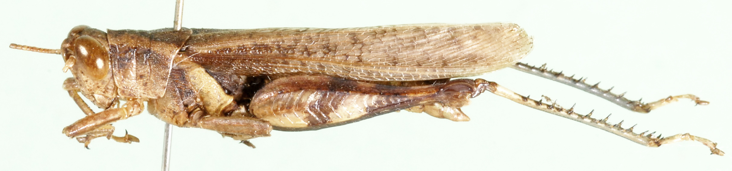 Xenocatantops dirshi dammerensis Willemse, 1968: as Xenocatantops dammerensis. lateral view. (Otu).