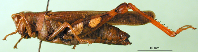 CollectionObject 1501947; 8b6d815e-e628-4804-b7ed-f89cd9cacc78: female, lateral view. (CollectionObject).