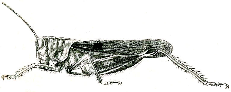 Gerenia intermedia Brunner von Wattenwyl, 1893: Pl. V, Fig. 56. female habitus. (Otu).