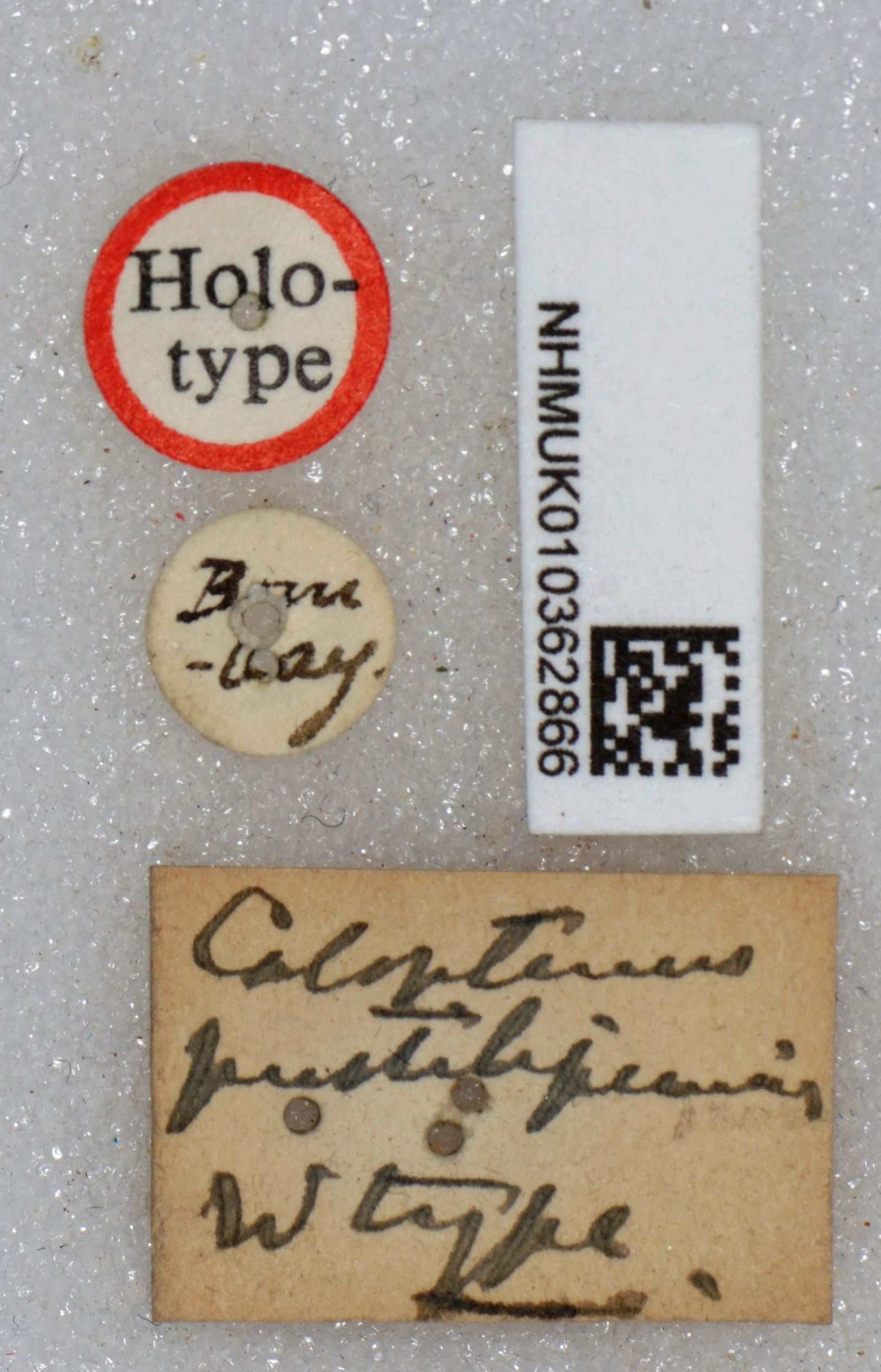 CollectionObject 1520226; 8f938517-a0d9-4542-996d-d8933d5fc445: labels (holotype). (CollectionObject).