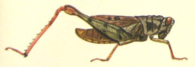 Gerenia selangorensis Miller, 1935: Pl. XIV, Fig. 8. male (total length 21 mm). (Otu).
