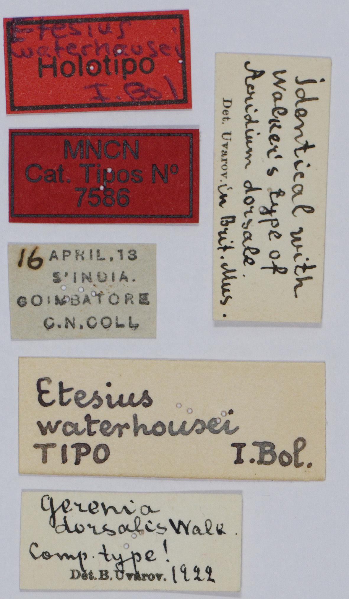 CollectionObject 1535852; da7a199e-32ec-4947-b6f6-efb523bf685b: labels (holotype). (CollectionObject).
