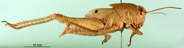 CollectionObject 1501608; 47fe81d6-cf70-4a61-b442-4802370d19cb, DORSA BA000135S01: female, lateral view (holotype). (CollectionObject).