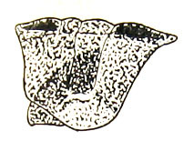 Traulia orientalis Ramme, 1941: Fig. 48. male pronotum, lateral view (4.8-6 mm). (Otu).