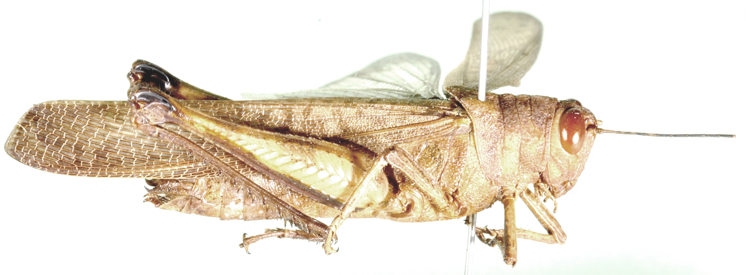 Apalacris cyanoptera (Stål, 1877): female, lateral view. (Otu).