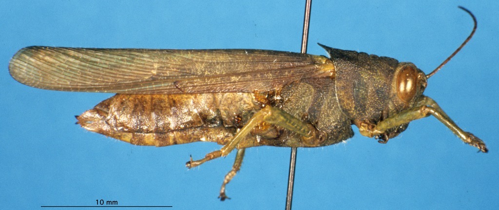 CollectionObject 1507098; 763a426e-3f32-4338-985d-35b6de17f133: female, lateral view (holotype). (CollectionObject).