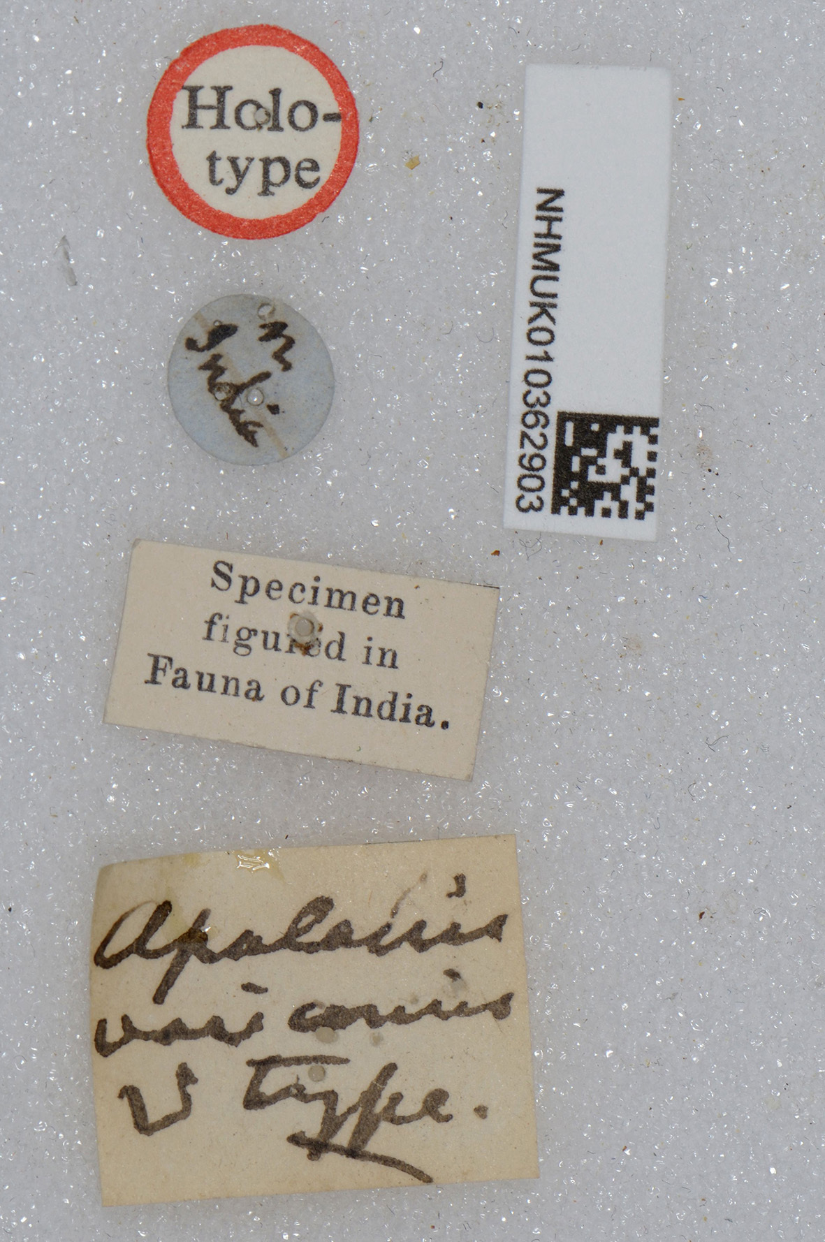 CollectionObject 1520223; 7611b7c6-a817-473b-b735-105dedfa2a03: labels (holotype). (CollectionObject).