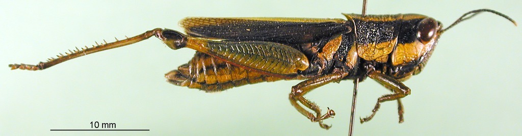 CollectionObject 1589514; b30d89d1-db21-4034-8062-481744950ee2: female, lateral view (paratype). (CollectionObject).