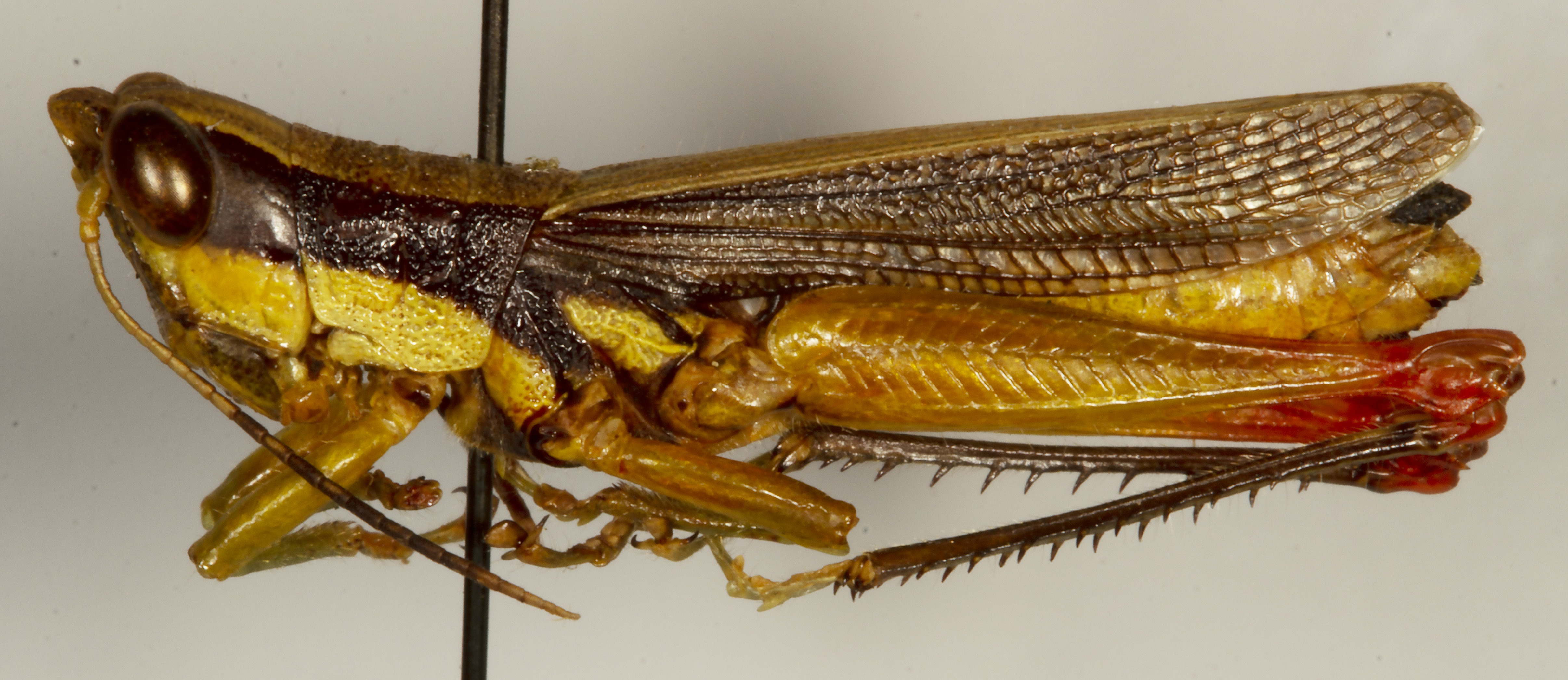 CollectionObject 1527234; 4da4a7c8-1928-49dc-9368-6694cdf21107: male, lateral view (holotype). (CollectionObject).