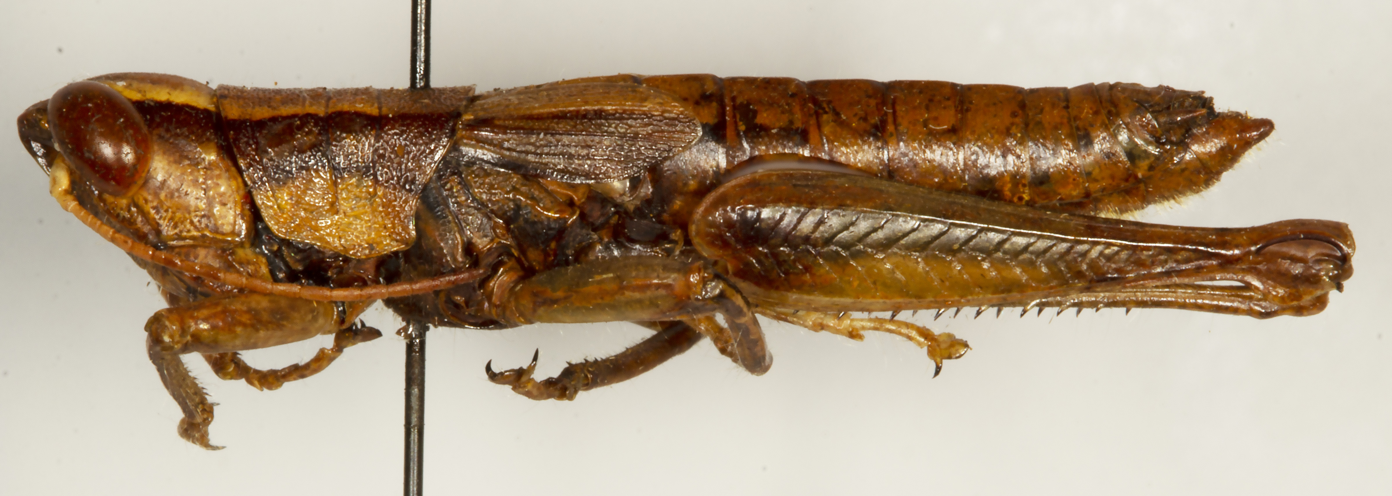 Orthoptera Species File - Caryanda haii (Tinkham, 1940)