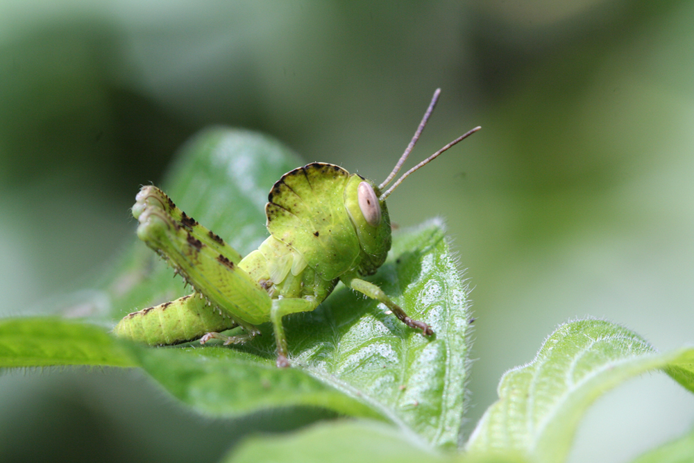 Abisares viridipennis viridipennis (Burmeister, 1838): nymph (West Kilimanharo, Lerongo, forest clearing). (Otu).