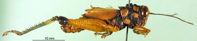 CollectionObject 1501626; 539c88fb-a258-4f3c-8487-71b24c0019dc, DORSA BA000136S01: male, lateral view (holotype). (CollectionObject).