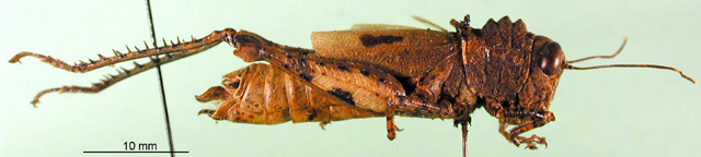 CollectionObject 1501627; 5e9f9008-4aa7-4c14-b3c6-047f26e92841, DORSA BA000140S01: female, lateral view (holotype). (CollectionObject).