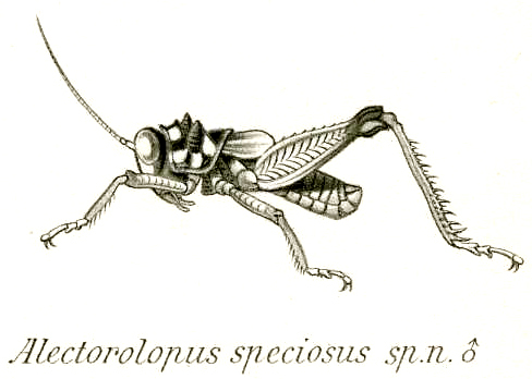 Alectorolophus speciosus Brunner von Wattenwyl, 1898: Pl. XVIII, Fig. 39. male (body length 21 mm, pronotum 5.5. mm, tegmina 4 mm, hind femora 13 mm). (Otu).