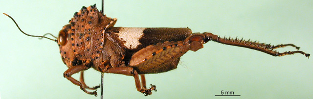 CollectionObject 1502790; 0a4c59e1-506c-44f8-82e0-8a127a7da526: female, lateral view. (CollectionObject).